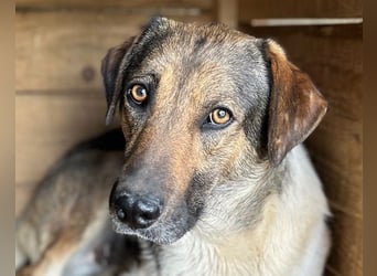 ROBI❤️zauberhafter, lieber Hundejunge, zurückhaltend und sozial