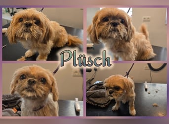 Reinrassige Shih Tzu 9 Wochen alt