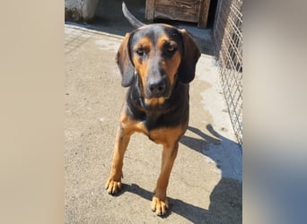 Levi ❤️ Bracke-Mix, verspielt+ aufgeschlossen