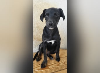 Pippa, muss dringend aus dem Tierheim raus
