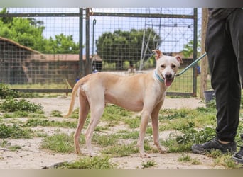 Enno, Mix Whippet / Podengo, lieb und sozial