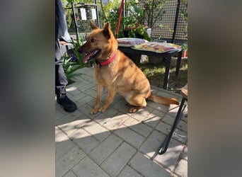 Fanny, 1,5 Jahre, 50cm sucht tierliebe Menschen