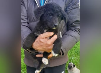 Lieber Srecko ❤️ schmusiger Husky-Mix