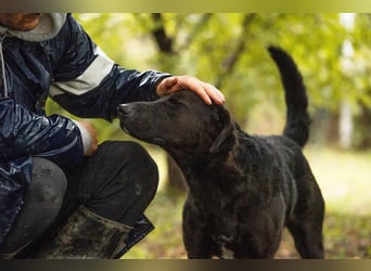 KYLO – Labradormix - freundlicher Begleiter mit ruhiger Ausstrahlung