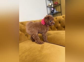Kleine Toy Pudel rot braun (asiatische Linie)