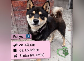 Furyo