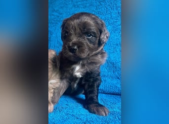 Aussiedoodle Welpen mini / medium F1