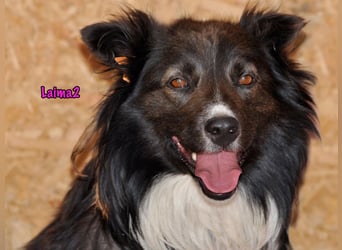 Laima2 01/2021 - sportliche und aufmerksame, wunderschöne Border-Collie-Mix Hündin!