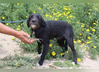 Kalle, Mix Podengo / Labrador, lieb und verträglich