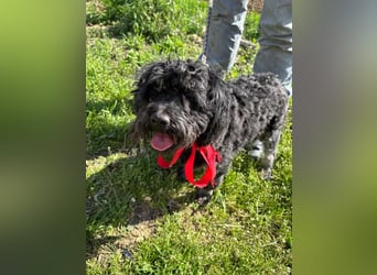 Mancika VA – liebenswerte Hundedame auf der Suche nach einem zweiten Glück