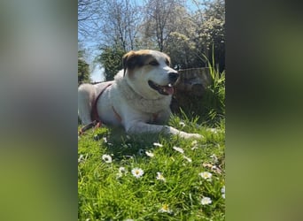 Sharky - Großer gemütlicher Bär sucht Familie zum Liebhaben (47839 Krefeld)