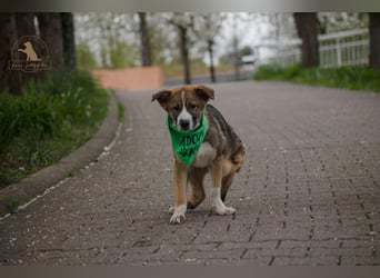 gutgelaunter VALENTIN sucht seine Familie
