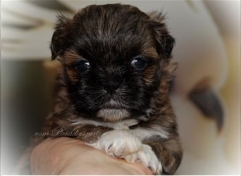 Shih Tzu Welpen