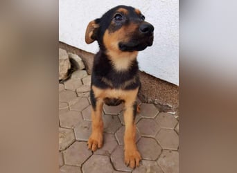 Dina sucht ein Zuhause!