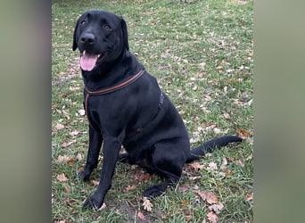 Süße aufgeweckte Mischlingswelpen Labrador-Retriever von Schulhunden