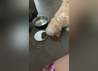 Maltipoo - Welpen - Rüden und Hündin