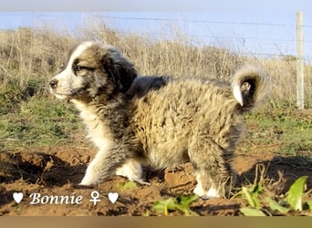 Ivy und Bonnie und Clyde suchen ein Zuhause