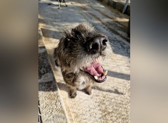 Kleiner Schnauzermischling BALIN sucht eine eigene Familie