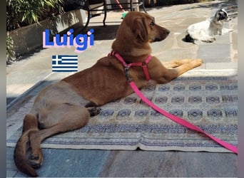 Luigi,geb.05/24,lieber Kämpfer sucht seine Familie