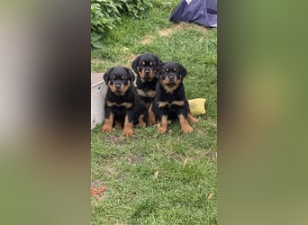 Rottweilerwelpen