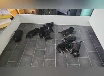 Osteuropäische Schäferhund Welpen