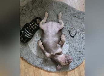 Französische Bulldoggen Welpen