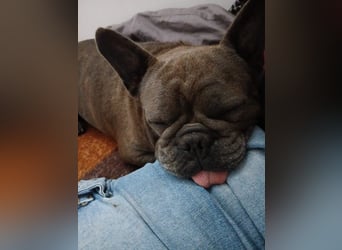 Achille sucht sein glückliches Zuhause für Immer