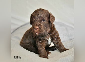Lagotto Romagnolo Welpen mit LRWD e.V./ VDH Papieren