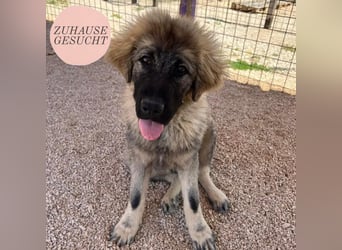 Aufgeschlossener Jozo sucht sein Zuhause ❤️