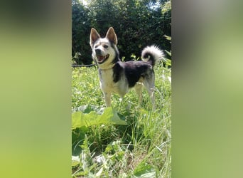 Bertie - der freundliche Huskymischling sucht Menschen die seine Bedürfnisse kennen