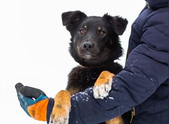 Border Collie Mischling Chunja sucht ein Zuhause