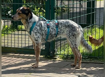 ♥LILLI♥ verliert ihr Zuhause in Reichshof-sehr liebe, sanfte Seele mit ihrem besonderen Äußeren 55cm