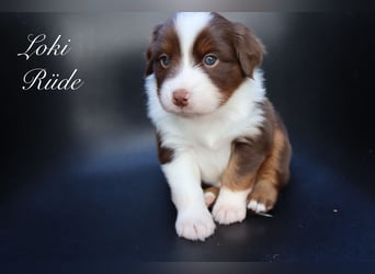 loki