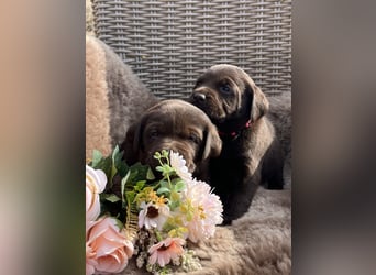 Schoko Labrador Hündin
