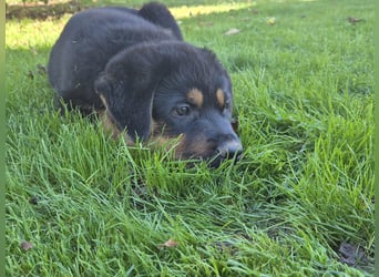 Rottweiler Schäferhund Mix