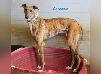 Gardenio 03/2021 (ESP) - traumhafter, verschmuster und sozialer Galgo!