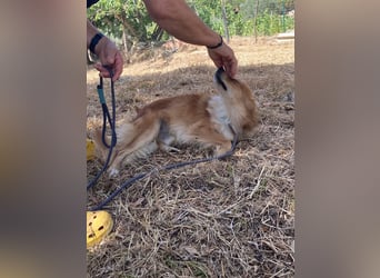 Romeo – riesengroßes Hundeherz im feinen, kleinen Pelz!