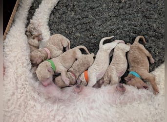Goldendoodle medium mit Papieren und Ahnentafel