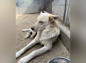 Wunderschöne BLUE, Hündin, 2 Jahre, 54 cm, Mischling, Tierschutz