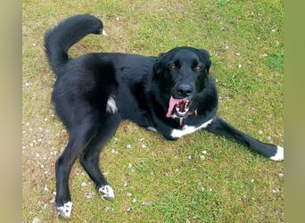 Ein besonderer Hund sucht seine Familie…