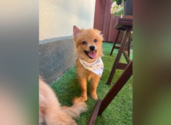 Charlie SR - Kuschelspitz mit großem Nachholbedarf