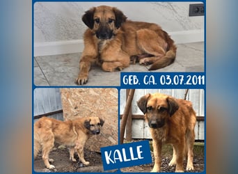 Kalle, Rüde, *ca. 2011, wir vermuten aber dass er jünger ist, ca. kniehoch, neugierig, vorsichtig, f