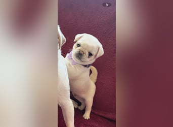 Mops Welpen ( noch 2 Rüde)