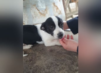 ♥LUKAS♥ zuckersüßer, herzallerliebster Fratz 24 cm (bleibt kleiner)