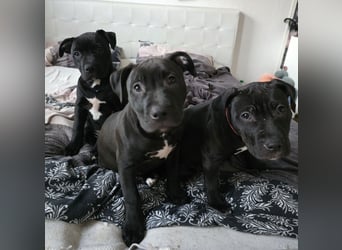 Zuckersüße xxl bully - pitbull hündin