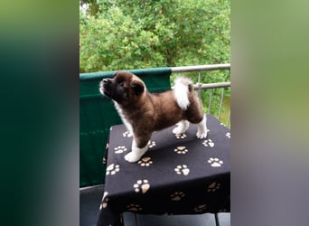 Amerikanische Akita