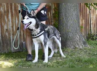 Maja SI – Liebevolle Husky-Dame sucht sportliches Zuhause