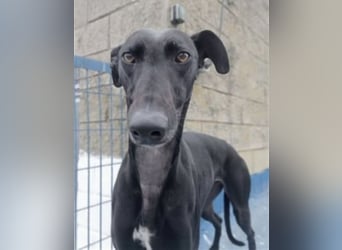 Regaliz, leidet im Tierheim