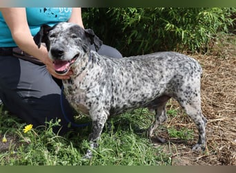 Zauro, Mix Bobtail / Briard / Cattle Dog, lieb und sozial