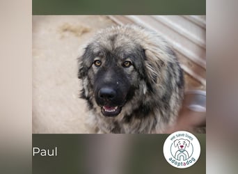 Paul: Besonderer Hund braucht ein Zuhause